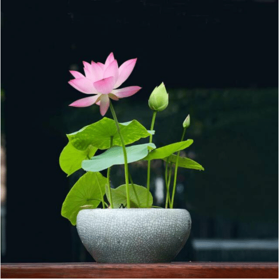 Premium Bonsai Lotus Flower Seeds