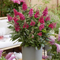 Red Buddleia Davidii Seeds for Planting – Attract Pollinators, Non-GMO