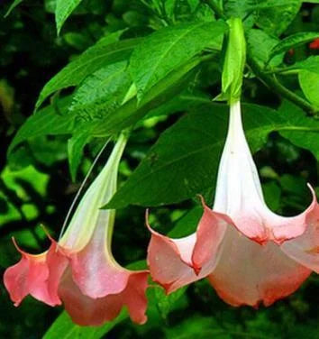 Datura Brugmansia Seeds