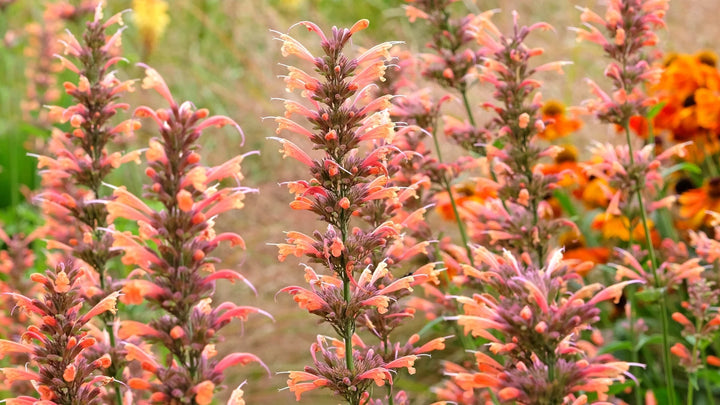 Heirloom Non-GMO Agastache Arizona Sunset Flower Seeds for Planting – Fragrant Drought-Tolerant Blooms