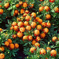 Marigold, French- Solan