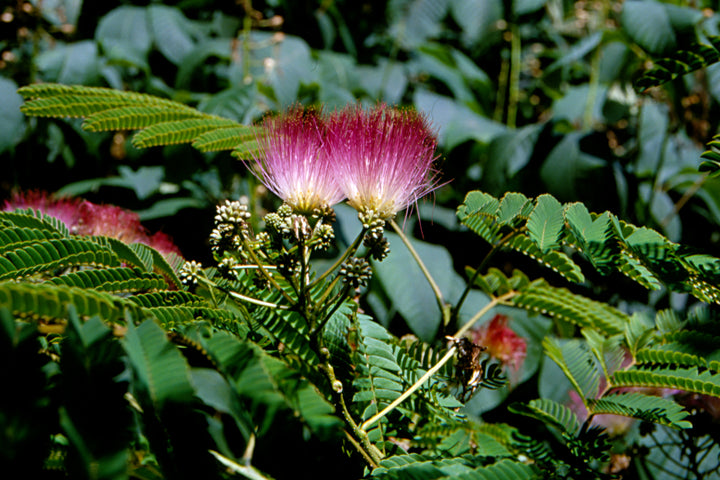 Heirloom Non-GMO Albizia Julibrissin Flower Seeds for Planting