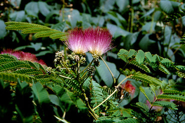 Heirloom Non-GMO Albizia Julibrissin Flower Seeds for Planting