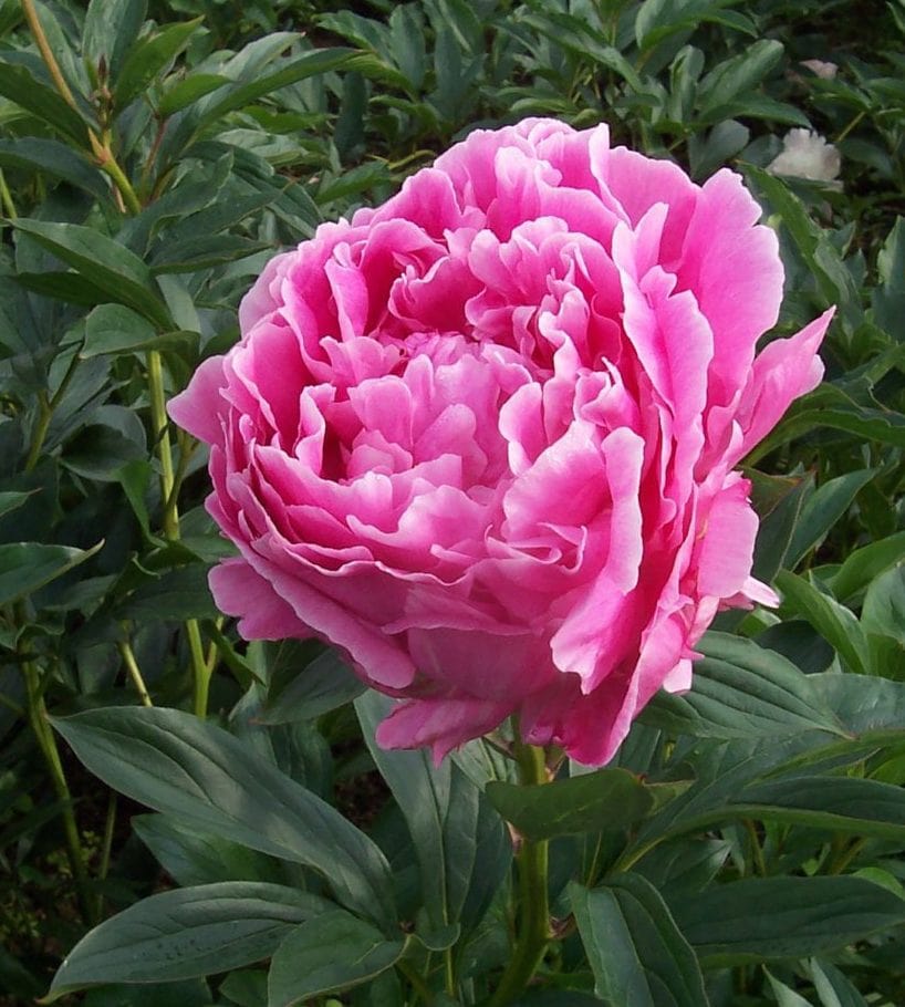 Dr. Alexander Fleming Peony