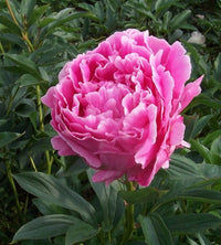 Dr. Alexander Fleming Peony