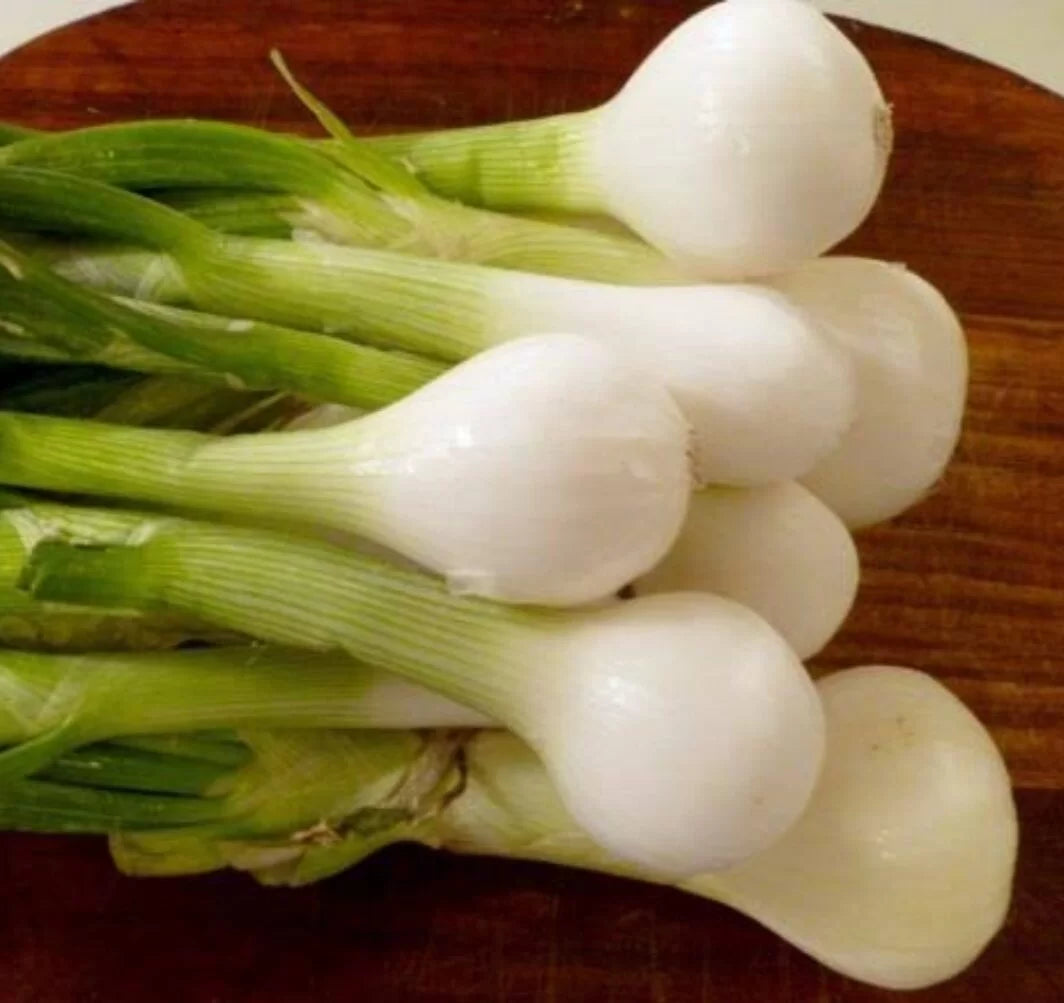 Eclipse – Onion Seed