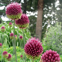 Drumstick Allium Seeds