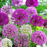 Giant Allium Mixture Seeds