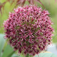 Red Giant Allium Seeds