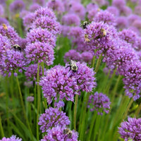 Millenium Allium