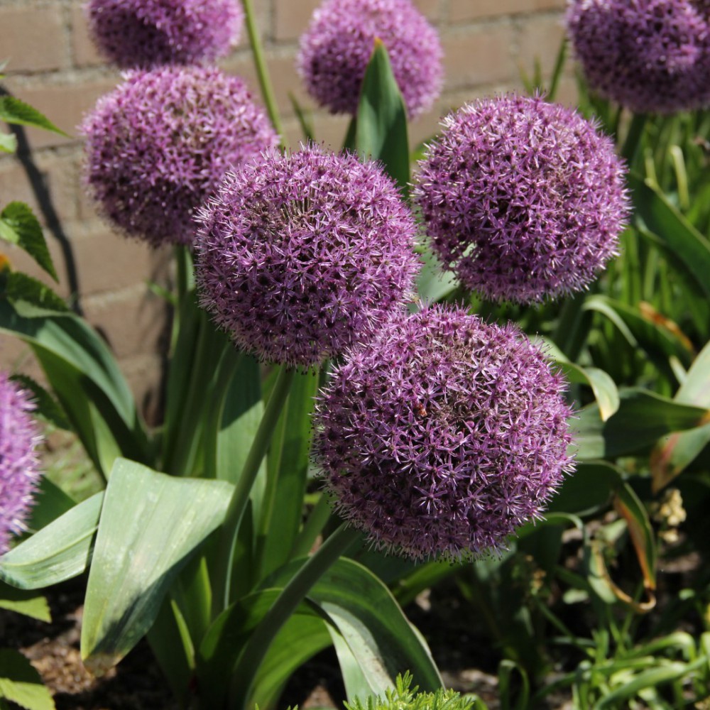 Party Balloons Allium Seeds