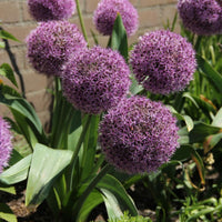 Party Balloons Allium Seeds