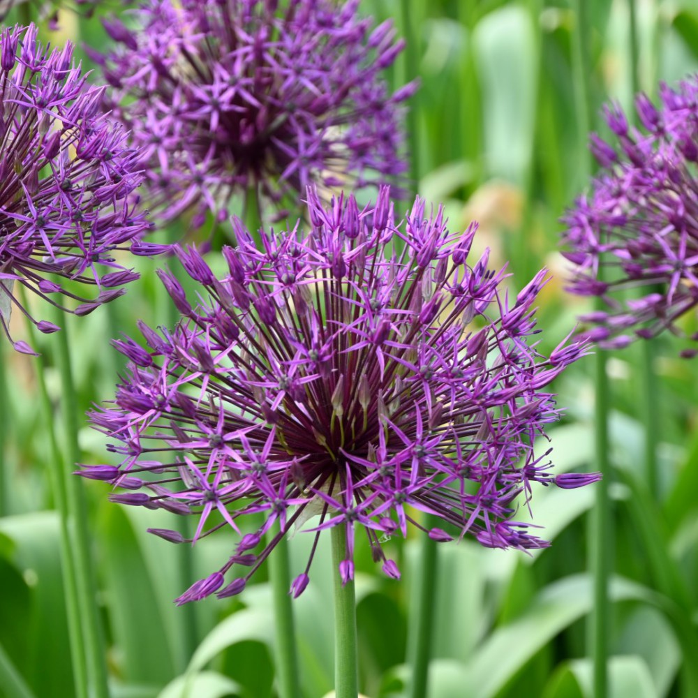 Purple Rain Allium Seeds