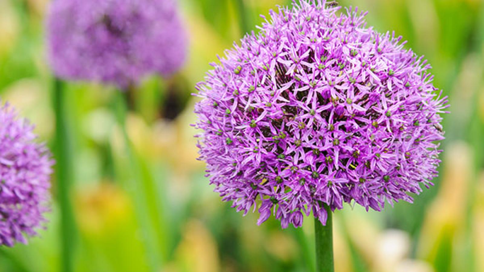 Chicago Allium Seeds