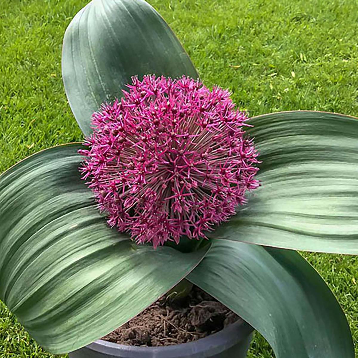 Red Giant Allium Seeds