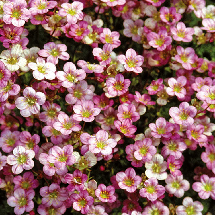 Saxifraga- Floral Carpet