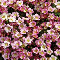 Saxifraga- Floral Carpet