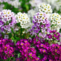 Heirloom Alyssum Flower Seeds for Planting, Non-GMO - Alyssum for planting in home garden