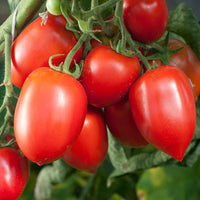 Amish Paste Tomato Solanum lycopersicum for planting in urban garden