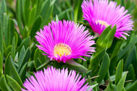 Heirloom Delosperma Flower Seeds, Non-GMO Ice Plant Blooms for Drought-Tolerant Garden Planting