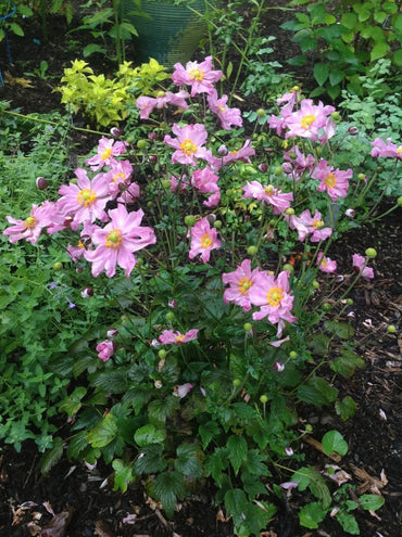 Heirloom Non-GMO Fantasy Pocahontas Anemone Flower Seeds for Planting – Elegant Perennial Garden Blooms