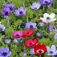 Organic Heirloom Non-GMO Anemone Flower Seeds for Planting – Spring Blooming