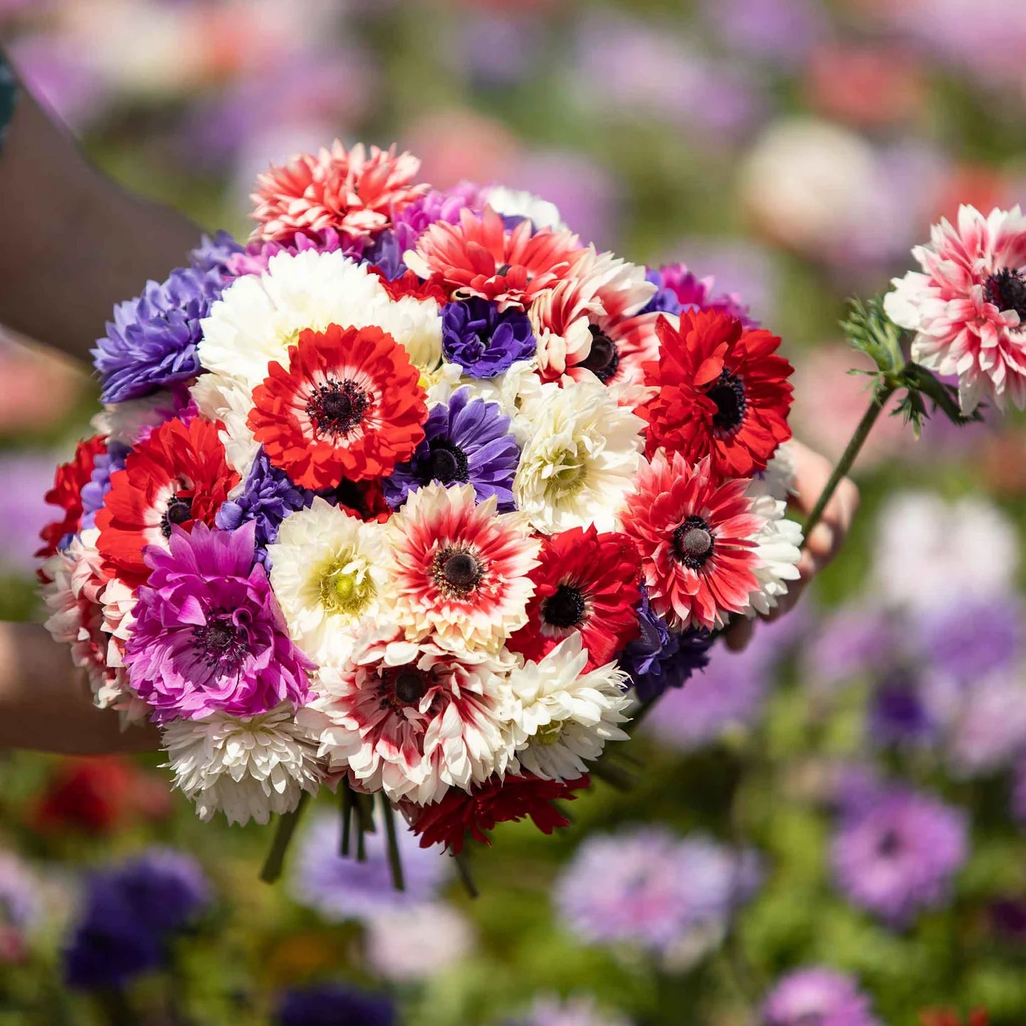 Double-flowered Anemone Seeds (Mixed Colors)