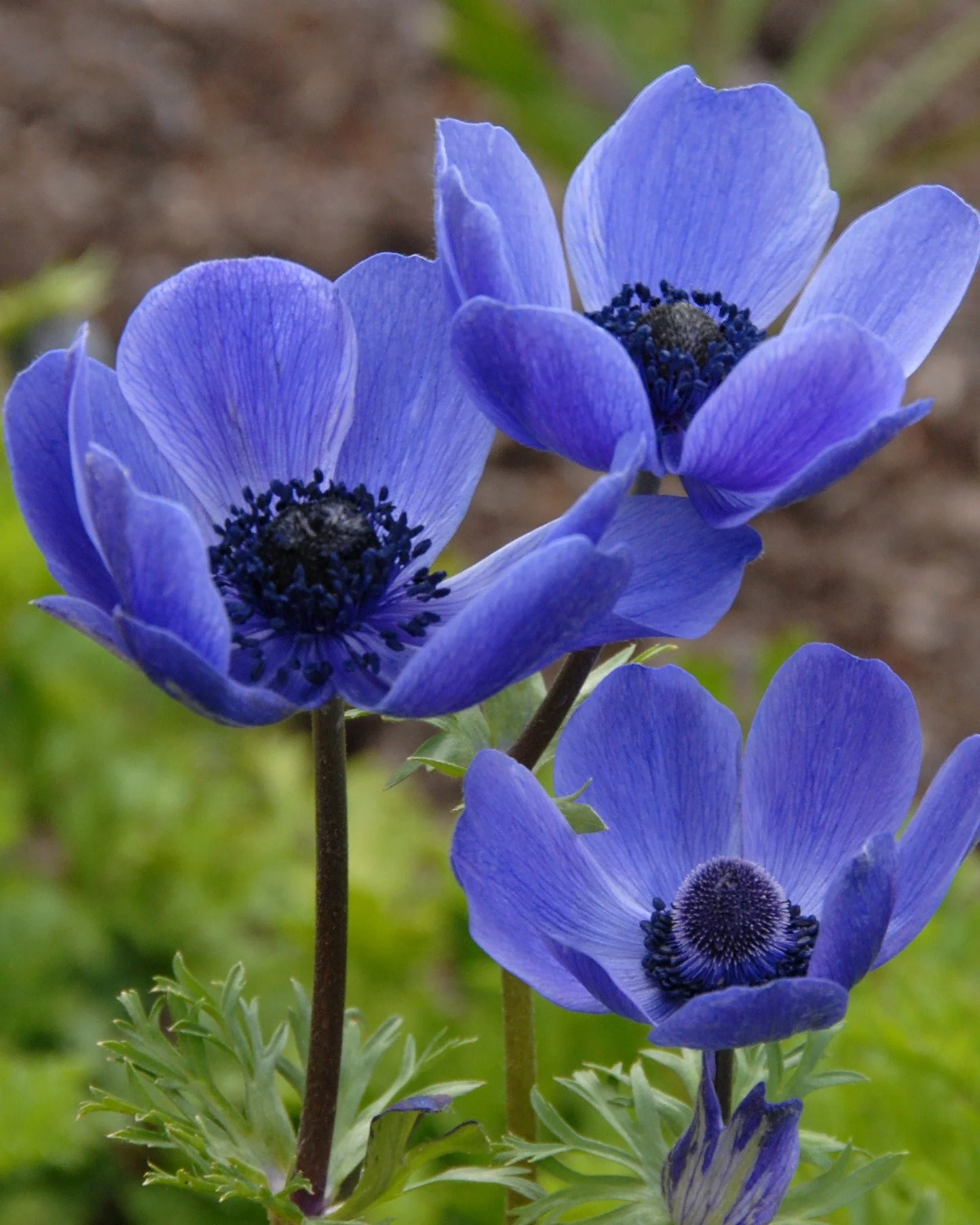Mr. Fokker Anemone Seeds