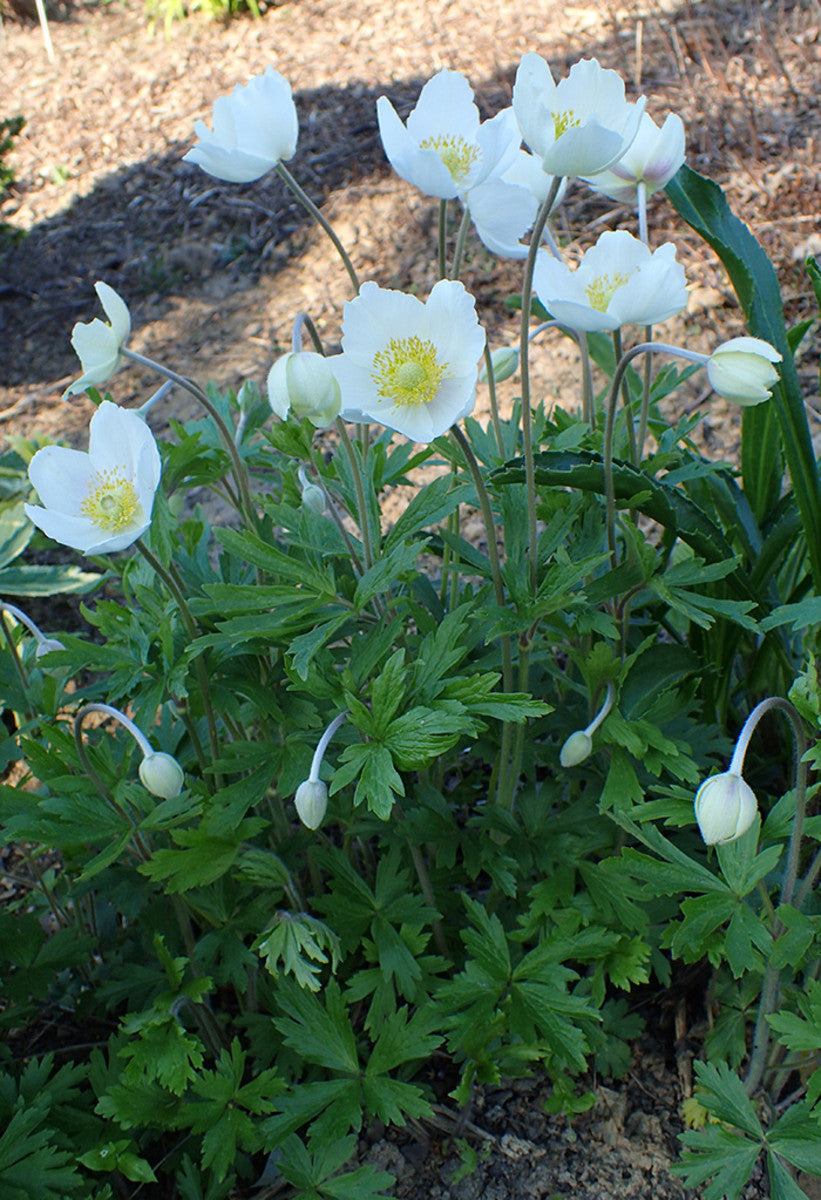 Snowdrop Anemone