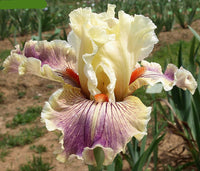 Sassy Tart Bearded Iris