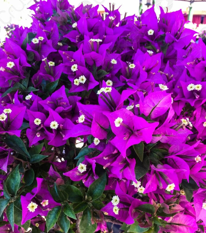 Bougainvillea Flower Seeds for Planting, 100