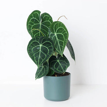 Anthurium clarinervium Plant seeds - Heirloom and Non-GMO garden seeds for Planting