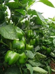 Capsicum Imported Green Vegetable Seeds