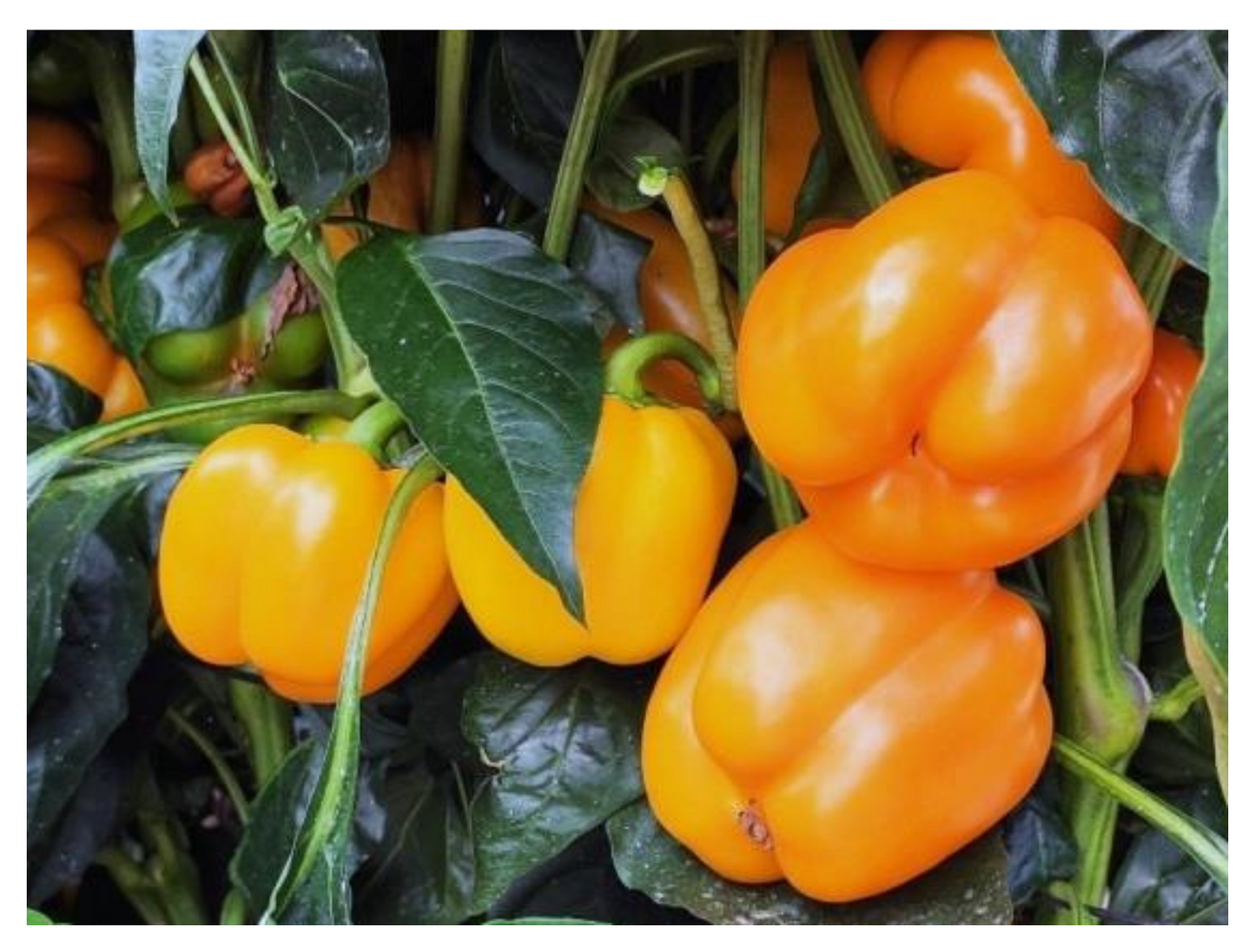 Flavorburst – Bell Pepper Seed