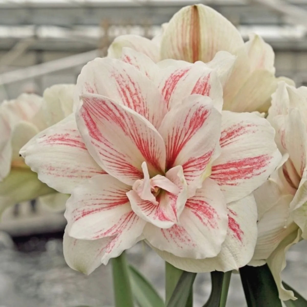 Double Amaryllis Aquaro  Seeds