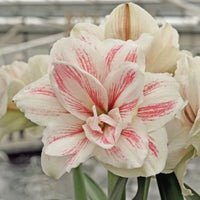 Double Amaryllis Aquaro  Seeds