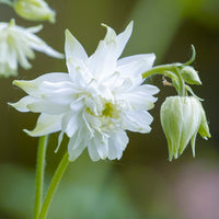 Heirloom Barlow Columbine Flower Seeds for Planting, Non-GMO