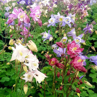 Columbine Biedermeier Flower Seeds for Planting - 100