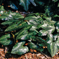Chinese Wild Ginger
