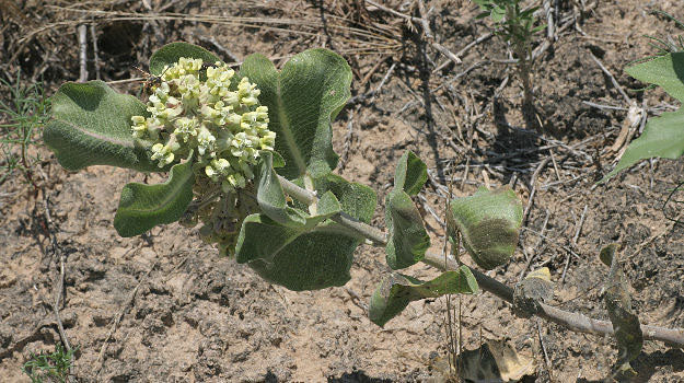 Heirloom Non-GMO Asclepias Arenaria Plant Seeds for Planting – Drought-Tolerant Pollinator-Friendly Blooms