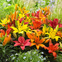 Carpet Border Lily Mixture
