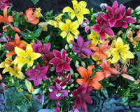 All Season Lily Mixture
