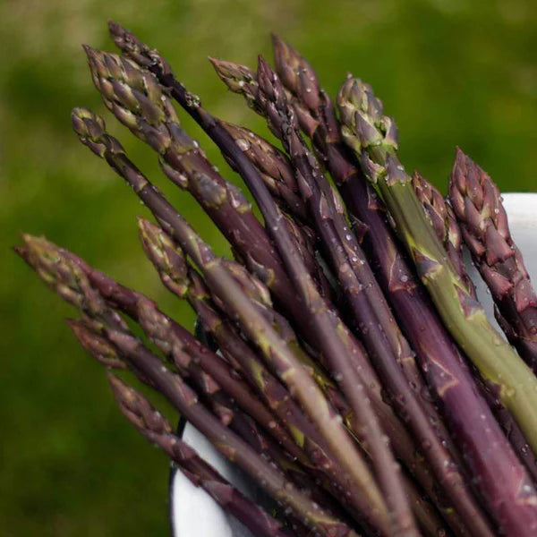 Purple Passion – Asparagus Seed