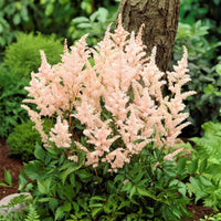 Peach Blossom Astilbe
