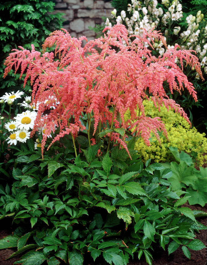 Bressingham Beauty Astilbe