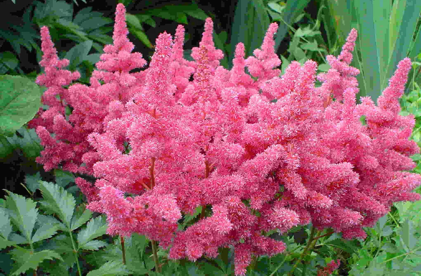 Bowl Brush Astilbe