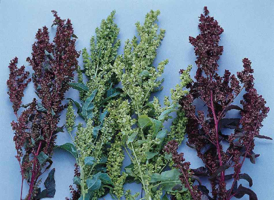 Green Plume – Atriplex Seed