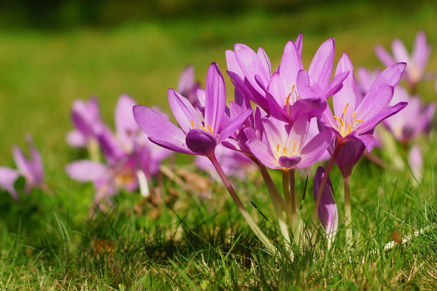 Pink Snow Crocus Seeds