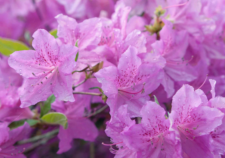 Azalea Flower Seeds for Planting ,Heirloom Seeds -100