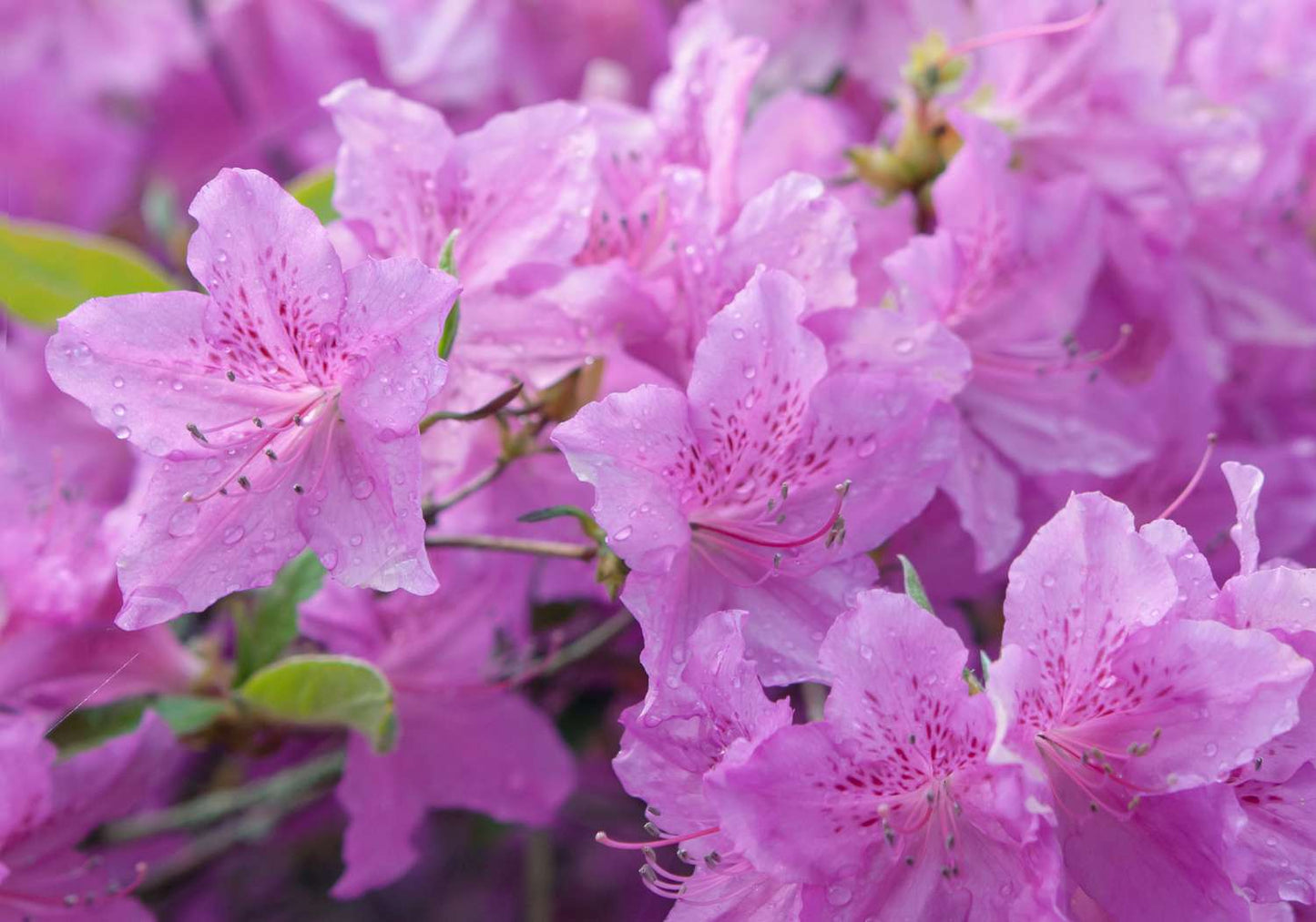 Azalea Flower Seeds for Planting ,Heirloom Seeds -100 - Flower for planting in home garden
